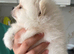 SNOW WIHTE POMERANIAN FOR SALE