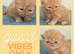 3 red tabby male persian kittens