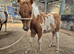 Miniature Shetland Filly