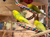 Aviary bred Budgies