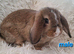 Gorgeous 8 week old Mini Lop Baby Rabbits For Sale