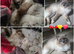 Ragdoll kitten,1 Male available.