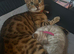 Female bengal