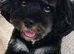 Toy Cavapoo