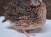 Coturnix quail cockerals