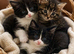 Maine coon mix
