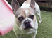 4yo French Bulldog