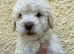 F1B cavapoo puppies