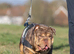 English bulldog - full suit chocolate Merle