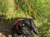 Staffordshire bull terrier pup
