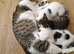 6 playful kittens ..ready now