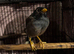 Mynah bird