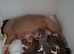 Beautiful old English bulldogs for sale!!!