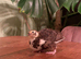 Celadon Coturnix quail trio