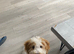 Cockapoo Puppy 6 month old