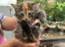Beautiful tabbies