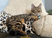 Male bengal