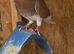 Racer cock bird