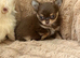 Chocolate longhaired female pup (last in litter)