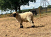 Valais black nose Ram for sale