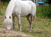 Few spot mare in foal (Project or Broodmare)