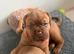 ** ALL PUPS NOW SOLD**