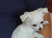 Fluffy chihuahua white and soft