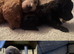 GORGEOUS TOY POODLES PUPPIES!