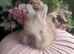 English angora buck