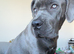 nearly 11 months old female cane corso Zulu