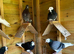 Quality stock and 2025 roller pigeons for sale