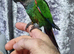Pearly conure