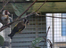 2025 Goldfinch pr