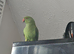 Rehome Indian Ringneck Parrot