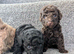 Toy poodle puppy's