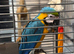 Blue and gold macaw 9months