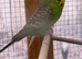 Budgies for sale