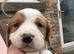 3/4 cocker 1/4 springer pups