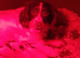 Sprocker spaniel puppies