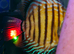 Discus - Breeding pair £100