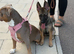 German shepherd puppy