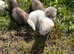 FERRETS
