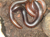 3 giant African millipedes
