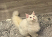 Male Polydactyl Mainecoon