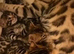 Bengal kitten (silver/black)