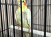 Beautiful Male Cockatiel for sale