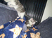 Persian cross British short hair ready now