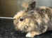 Lion head rabbit