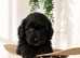 Lhasapoo x cockapoo