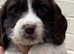 Cocker spaniel puppies